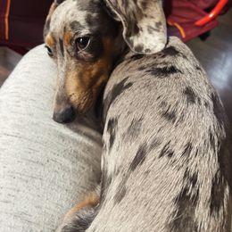 Ophie - Dachshund