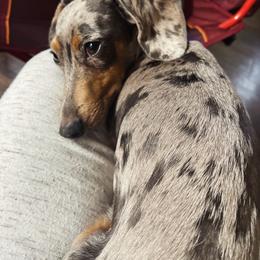 Ophie - Dachshund