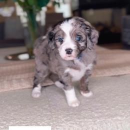 Bluey - Merle female Bernedoodle puppy in West Jordan, Utah from Doodles Friend