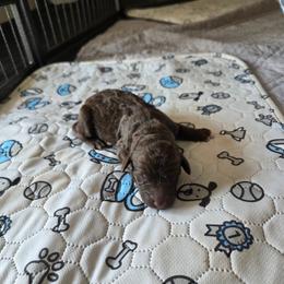 Denver -green color - Brown male Bernedoodle puppy in Aurora, Colorado from Simply Amazing Doodles