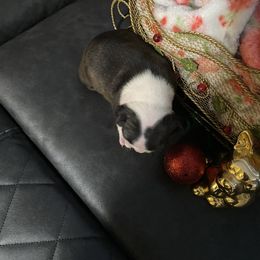 Boston Terrier Puppies from Boston Terriers