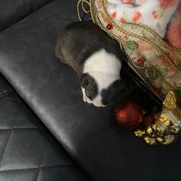 Boston Terrier Puppies from Boston Terriers