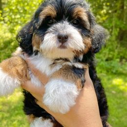 Girl 1 - Bernedoodle puppy in Springfield, Missouri from PoodlelyDoodlely