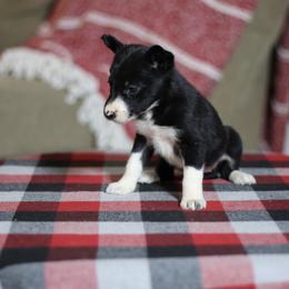 Girl 1 - Black and white female Border Collie puppy in Cadiz, Ohio from Graham Livestock