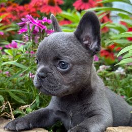 Indigo - Blue female French Bulldog puppy in Durham, North Carolina from Seven Star Kennel