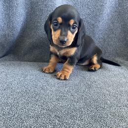 Girl 344326 - Black and tan female Dachshund puppy in Spring Hope, North Carolina from Hogan’s Lowrider Hounds
