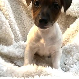 Border Collie and Jack Russell Terrier Puppies from CP FARMS BORDER COLLIES N JACKS CORP