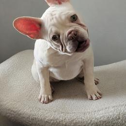 Dolly (Red collar) - Cream female French Bulldog puppy in Melba, Idaho from Frost's Frenchie's