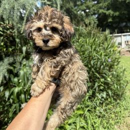 Coco - Sable male Yorkipoo puppy in Henderson, North Carolina from Dorans Danes and Doodles