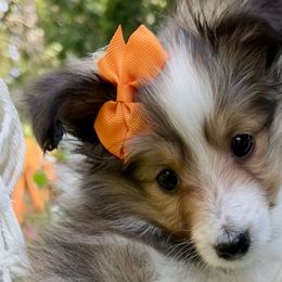 Shetland Sheepdogs and Toy Shetland Sheepdogs from M7’s Shelties, Toonies & AussieDoodles