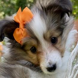 Shetland Sheepdogs and Toy Shetland Sheepdogs from M7’s Shelties, Toonies & AussieDoodles