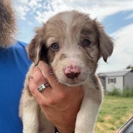 Girl 4 - Red merle female Border Collie puppy in Shawnee, Oklahoma from Cross K Working Collies - Pure Bred Border Collies