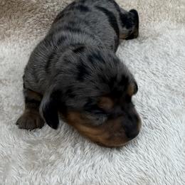 Girl Black Dapple - Dapple female Dachshund puppy in Sumrall, Mississippi from JP’s Dachshunds