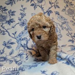 Pearl - Buff and white female Cockapoo puppy in Sunset, Louisiana from Cano Cockapoos