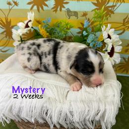Mystery - Blue merle female Australian Shepherd puppy in El Dorado Springs, Missouri from OR Aussies