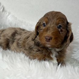 Willow is a elegant little girl - Brown merle female Aussiedoodle puppy in Clarkston, Washington from Doodle & poodle palace