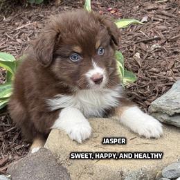 Jasper - Red tri-color female Australian Shepherd puppy in Bethany, Connecticut from Wynter Thyme Manor Australian shepherds