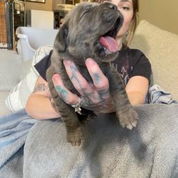 Girl 1 - Gray female Cane Corso puppy in Olympia, Washington from Grayling Dawn Cane Corso