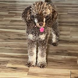 Indy - Poodle