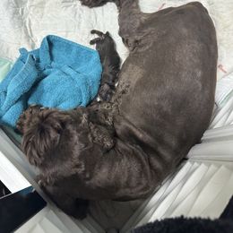Orange Collar - Brown and tan male Cocker Spaniel puppy in Cleveland, Ohio from Buckeye Country Kennel