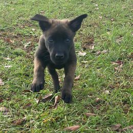 Belgian Malinois Puppies from Cascade Kennels