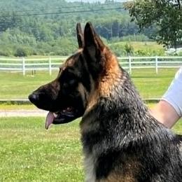 Riska - German Shepherd