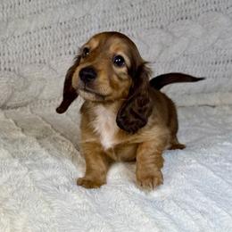 Mitch - Sable male Dachshund puppy in Rio Linda, California from Destiny's Mini Doxies