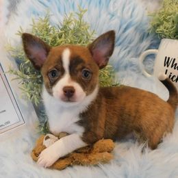 Chihuahua Puppies from Fine Whines & Lickers