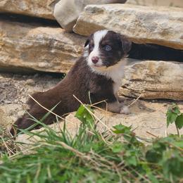 Sunny - Red tri-color male Australian Shepherd puppy in Silex, Missouri from Small Town Australian Shepherds