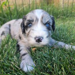 Brie - Blue merle female Bernedoodle puppy in Blackfoot, Idaho from Draper Mountain Doodles