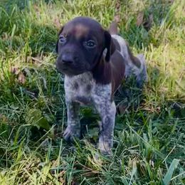 Sparrow - female German Shorthaired Pointer puppy in Oxford, Ohio from LyonHeart