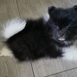 Lucy - Black parti female Pomeranian puppy in Burton, Michigan from Ranger's Pomeranians