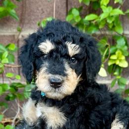 Blue Boy - Phantom male Poodle puppy in Las Vegas, Nevada from Vegas Poodles