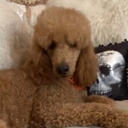 Poodles from LeKing Poodles