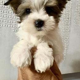 Kelly - Parti female Yorkshire Terrier puppy in Bunnell, Florida from Royal Biewer and Royal Aussies