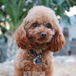 Wayne - Poodle