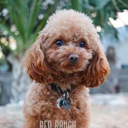 Wayne - Poodle