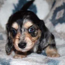 Dachshund Puppies from Desert Horizon Dachshunds