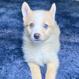 Girl3 - Lavender female Pomsky puppy in Bolton, Connecticut from Elle Pomsky