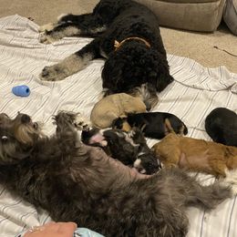 Schnoodle Puppies from Noodle Tings Puppies