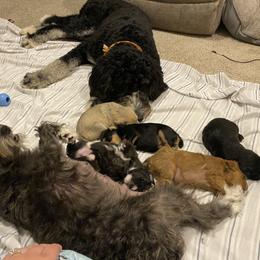 Schnoodle Puppies from Noodle Tings Puppies