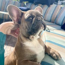 Little Puppet - Blue fawn male French Bulldog puppy in Perris, California from Queenbeebullies