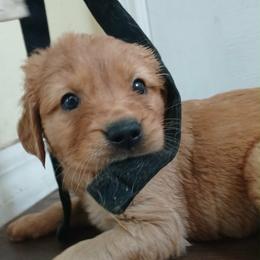 Orange - Dark golden male Golden Retriever puppy in Sumterville, Florida from Hope Service Dogs, Inc