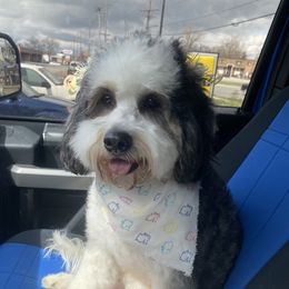 Bonnie - Bernedoodle