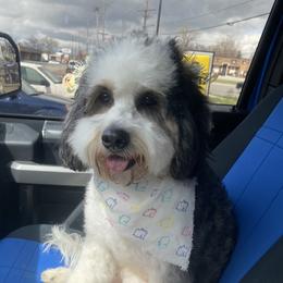 Bonnie - Bernedoodle