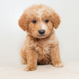 Briggs - Cream male Goldendoodle puppy in Tucson, Arizona from Ever After Doodles Arizona