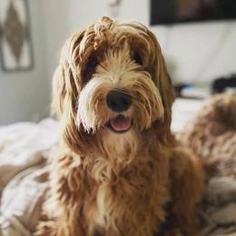 Mattie - Goldendoodle