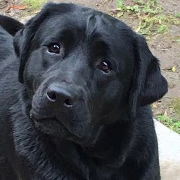 Spinner - Labrador Retriever