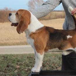 Casper - Beagle