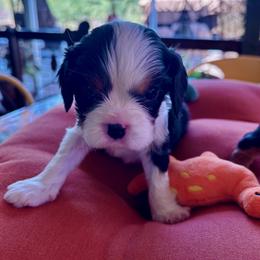 McKenzie - Tri-color male Cavalier King Charles Spaniel puppy in Tucson, Arizona from Abbey Road Cavaliers